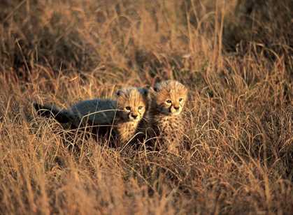 Laikipia Plateau & Lewa Downs